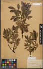 Foto von Salix phylicifolia L.
